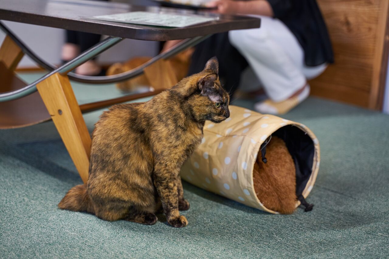 尾道 猫好きの聖地 ねこ喫茶 ユトレヒト に行ってきました 尾道猫カフェ きさま 見ているなッ 尾道 猫好きの聖地 ねこ喫茶 ユトレヒト に行ってきました 尾道猫カフェ きさま 見ているなッ