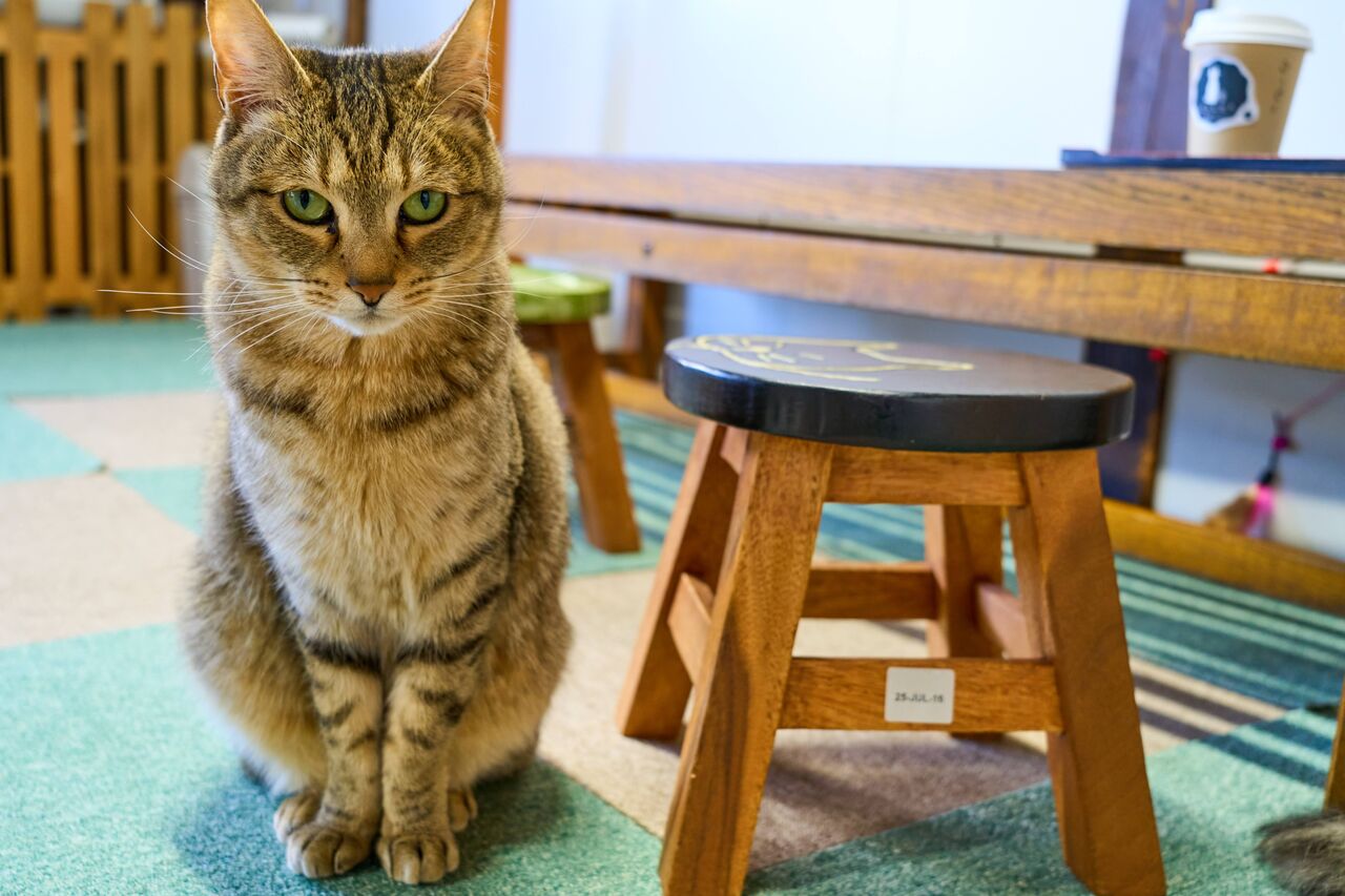 尾道 猫好きの聖地 ねこ喫茶 ユトレヒト に行ってきました 尾道猫カフェ きさま 見ているなッ 尾道 猫好きの聖地 ねこ喫茶 ユトレヒト に行ってきました 尾道猫カフェ きさま 見ているなッ
