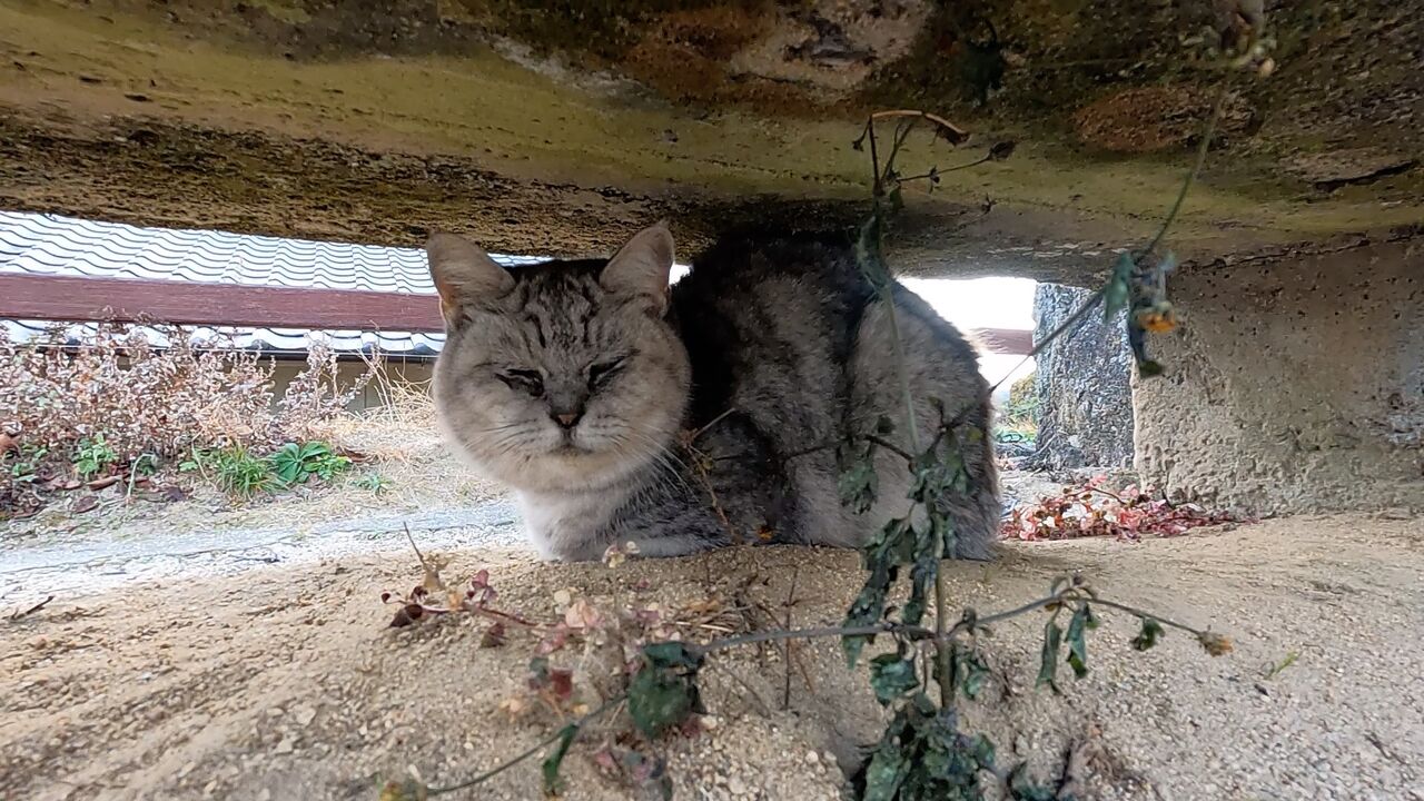 尾道観光で確実に猫に会うのはどうしたら良いのか きさま 見ているなッ 尾道観光で確実に猫に会うのはどうしたら良いのか きさま 見ているなッ