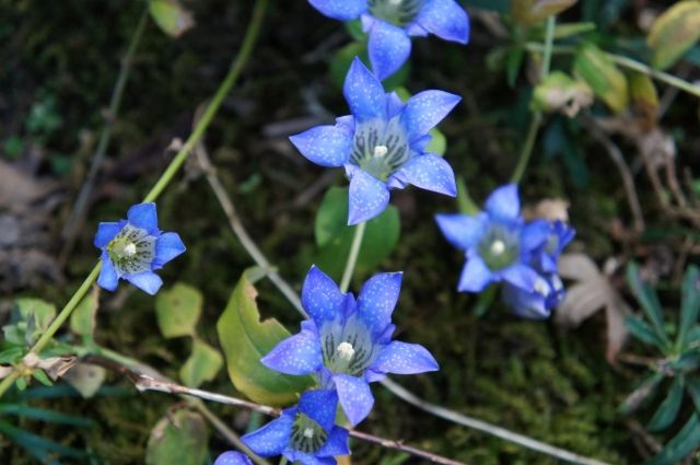 りんどうは秋の代表的な山野草 手軽にガーデニングを始められる 超ビギナーにオススメの薔薇 多年草 宿根草など毎年綺麗な花が楽しめます りんどうは秋の代表的な山野草 手軽にガーデニングを始められる 超ビギナーにオススメの薔薇 多年草 宿根草など毎年綺麗な花が楽しめます