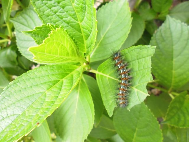 蝶や蛾の幼虫である毛虫の種類と駆除対策 駆除を始める前に 手軽にガーデニングを始められる 超ビギナーにオススメの薔薇 多年草 宿根草など毎年綺麗な花が楽しめます