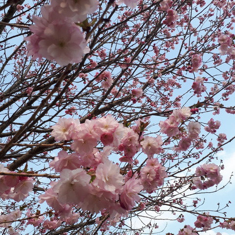 20200408桜3