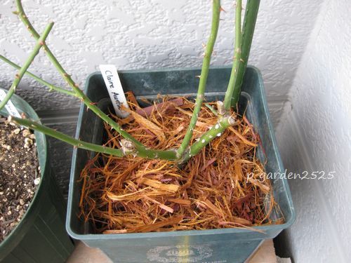 クリプトモス ぽぽちゃんず