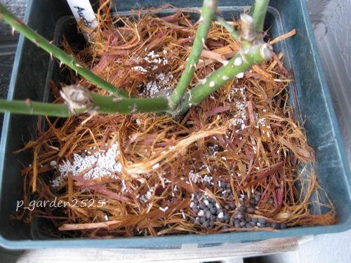 クリプトモス ぽぽちゃんず