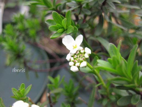 イベリス ぽぽちゃんず