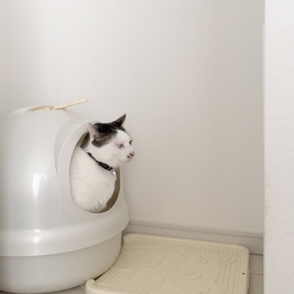 備蓄 ローリングストック 猫だって 防災2 できる防災