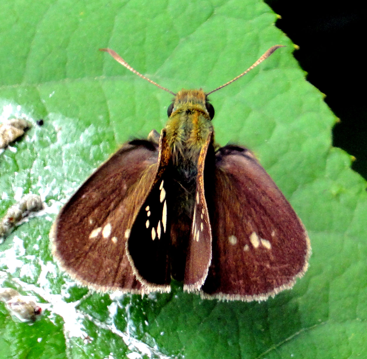 セセリチョウの仲間 スジエビの不思議