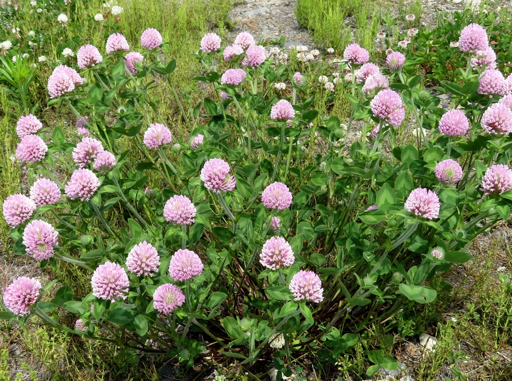 ムラサキツメクサ スジエビの不思議