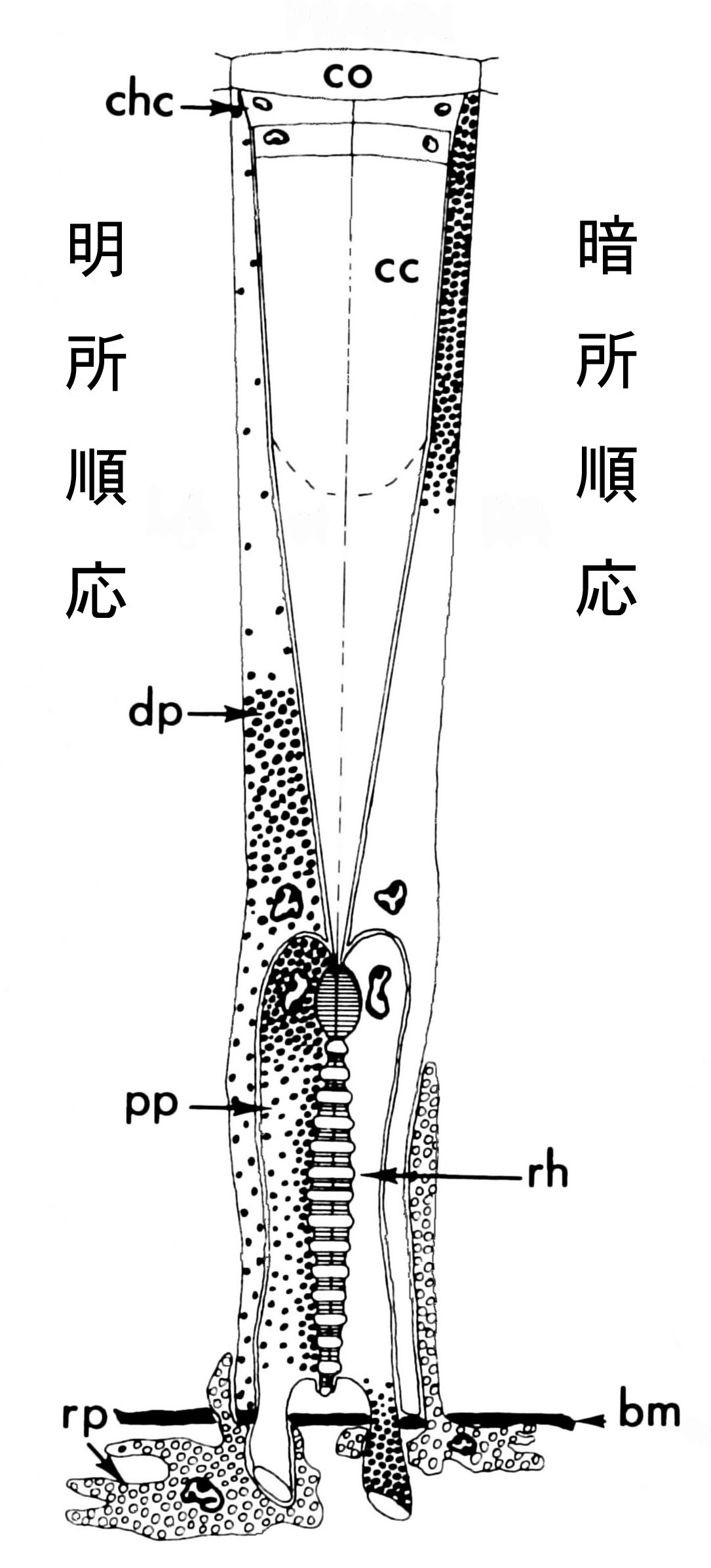 複眼 スジエビの不思議