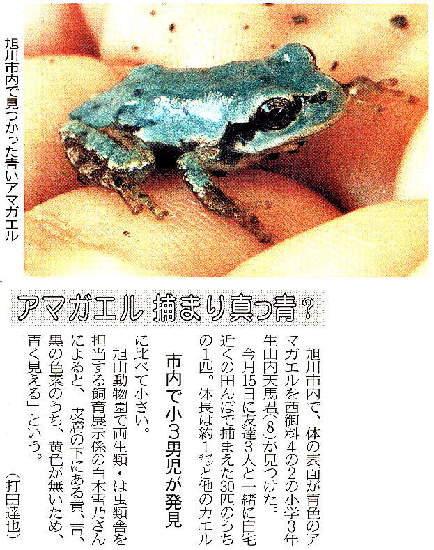 スジエビの不思議