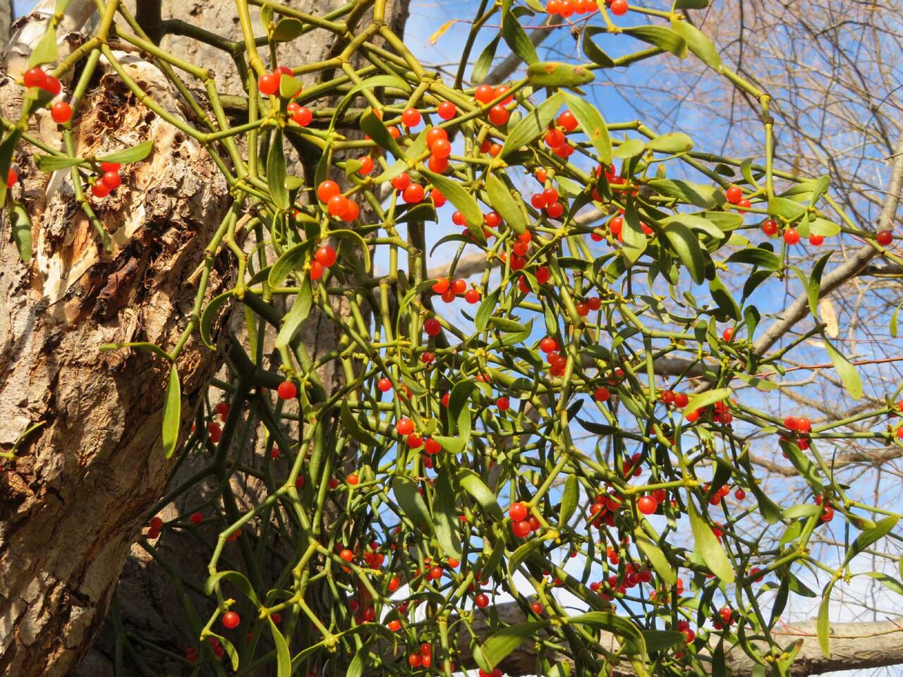 ヤドリギ スジエビの不思議 ヤドリギ スジエビの不思議