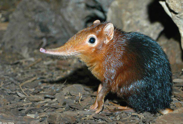 トガリネズミ科
