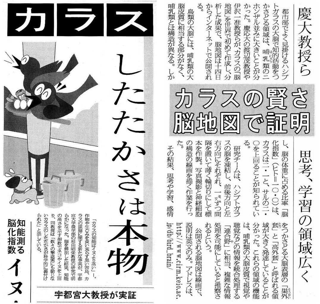 スジエビの不思議 スジエビの不思議