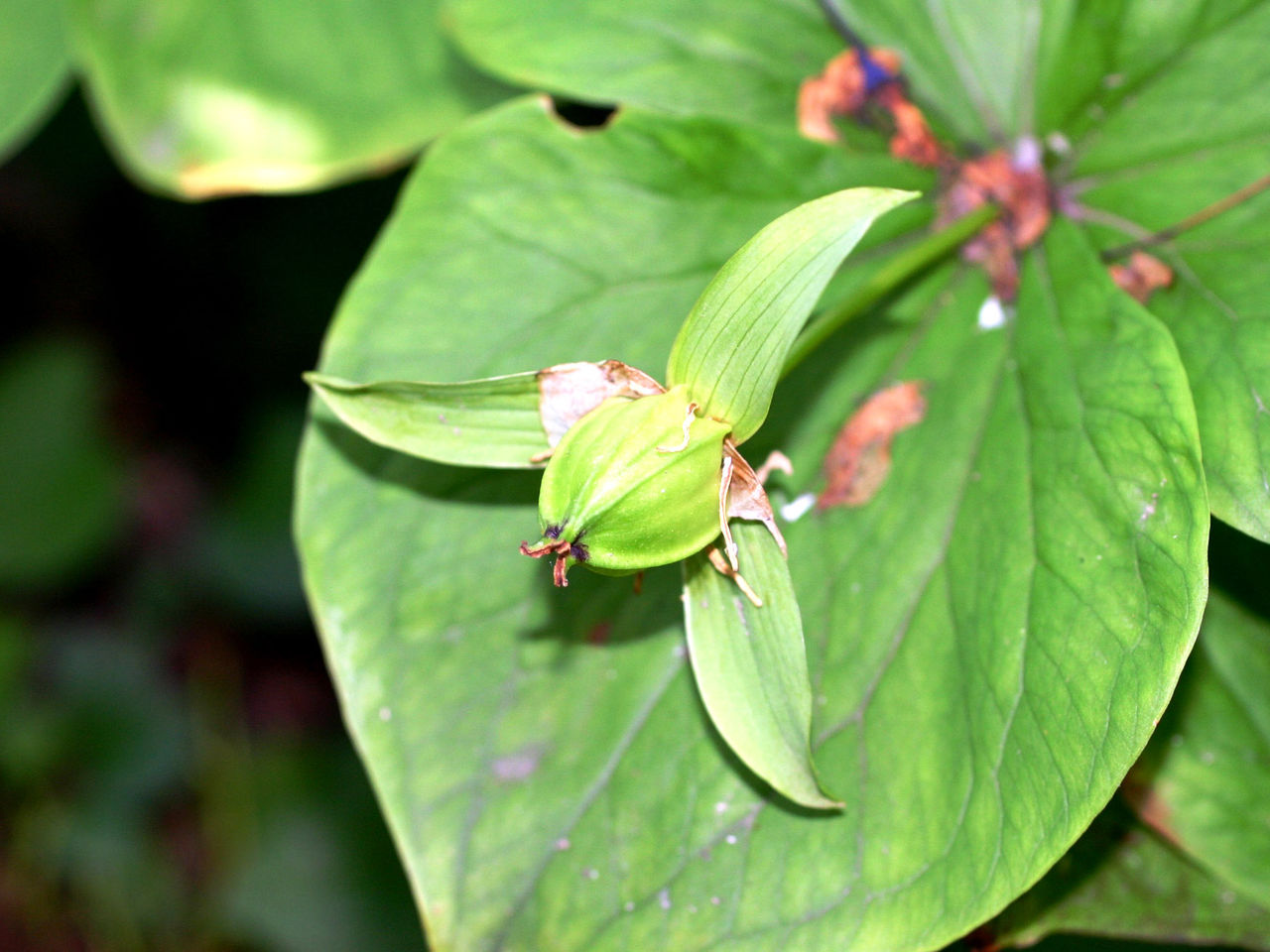コジマエンレイソウ : スジエビの不思議