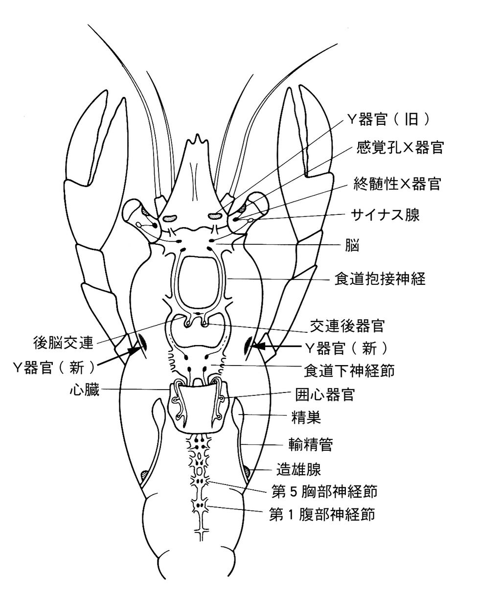 Images Of 眼柄 Japaneseclass Jp