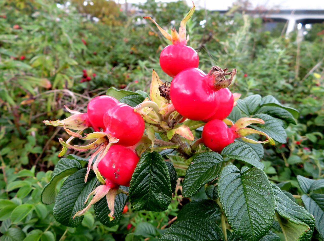 ハマナス スジエビの不思議