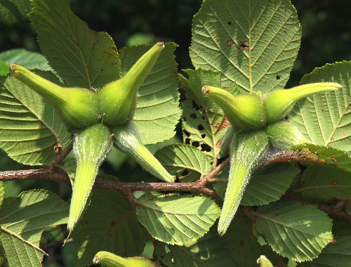 ツノハシバミ : スジエビの不思議