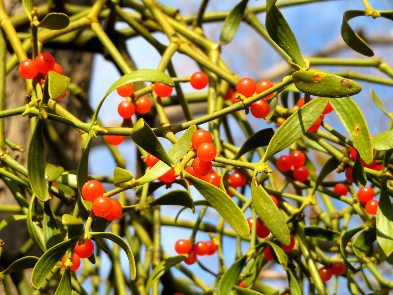 北海道産　ヤドリギ　親木付き　⑥ オレンジ色の実　 特大 北海道産 ヤドリギ 親木付き オレンジ色の実! 北海道産 ヤドリギ 親木付き