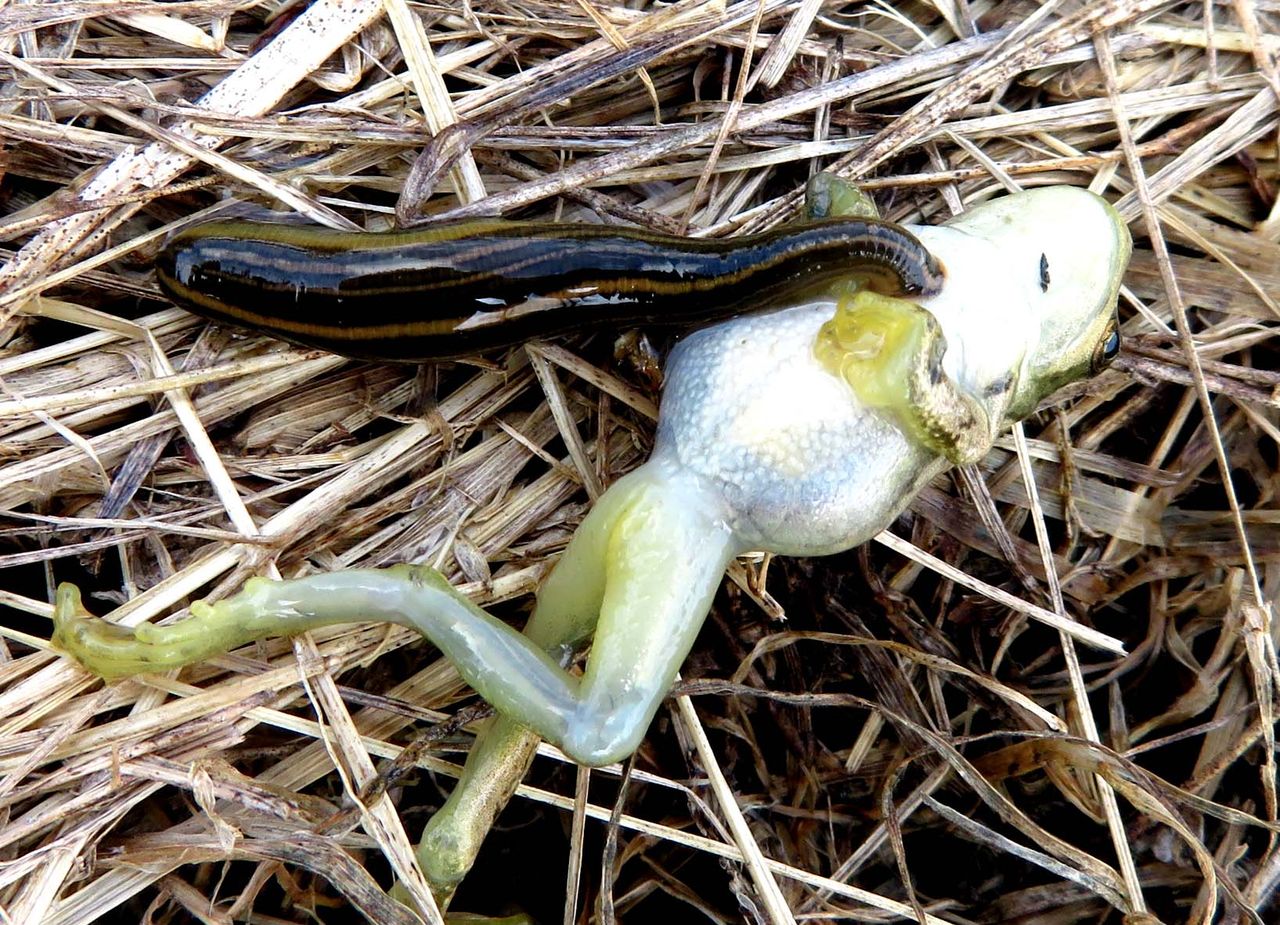 蛭 ヒル に吸い付かれたアマガエル スジエビの不思議 蛭 ヒル に吸い付かれたアマガエル スジエビの不思議