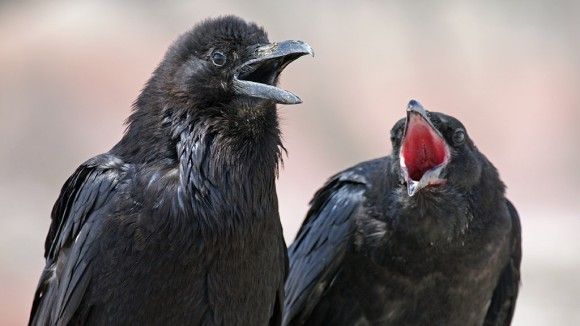 カラス 1 種類 スジエビの不思議 カラス 1 種類 スジエビの不思議