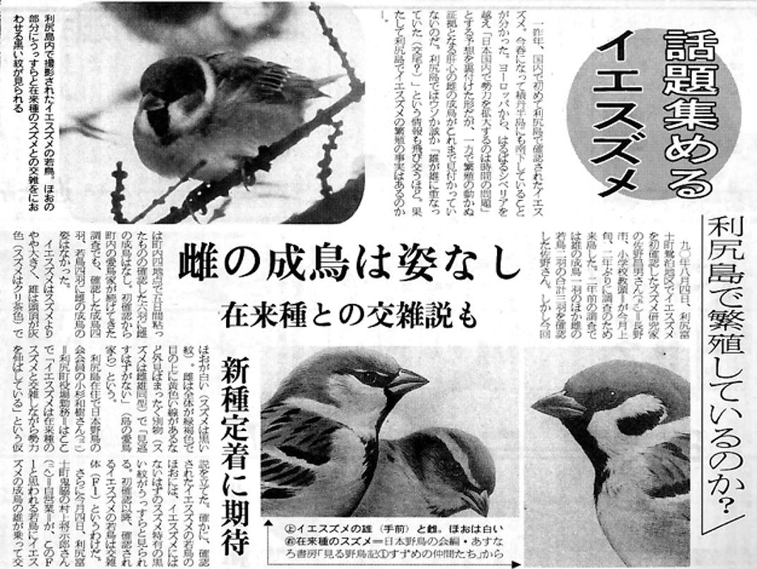 今雀物語 4 北海道に現れたイエスズメ スジエビの不思議 今雀物語 4 北海道に現れたイエスズメ スジエビの不思議
