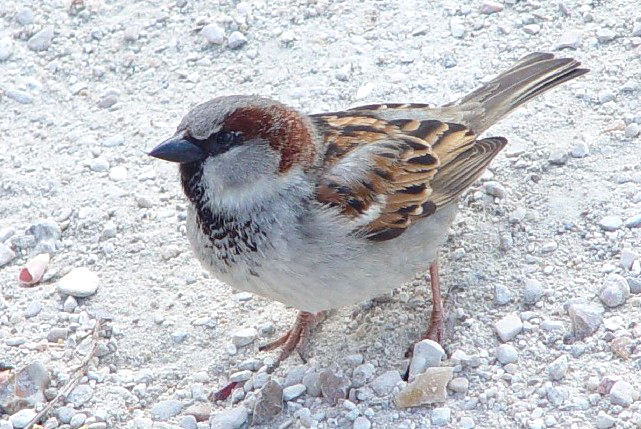 今雀物語 4 北海道に現れたイエスズメ スジエビの不思議