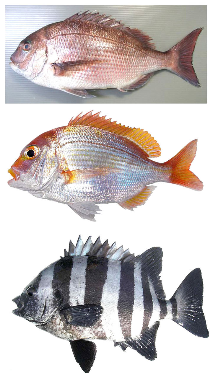 あやかりタイ スジエビの不思議