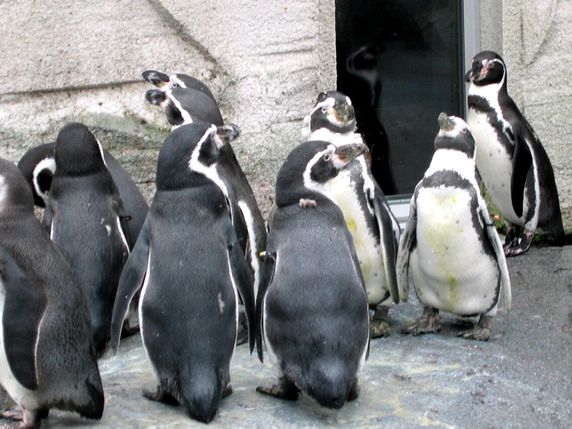 逃亡鳥列伝 5 フンボルトペンギン スジエビの不思議