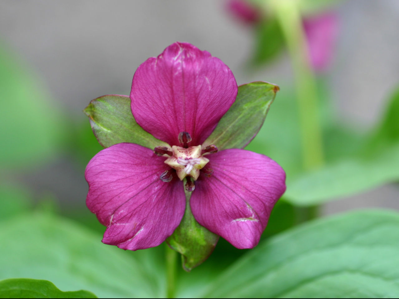 コジマエンレイソウ : スジエビの不思議
