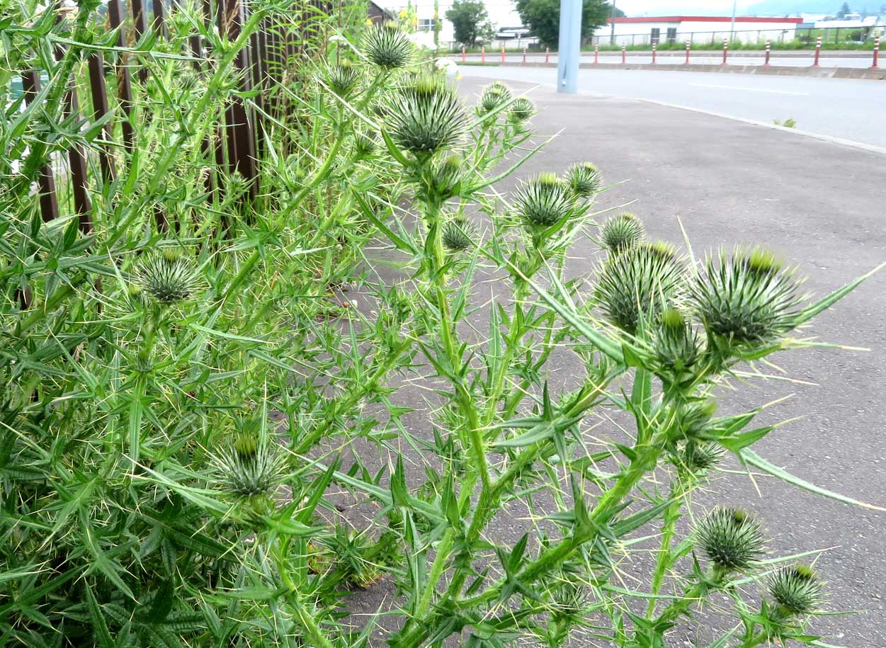 アメリカオニアザミ スジエビの不思議