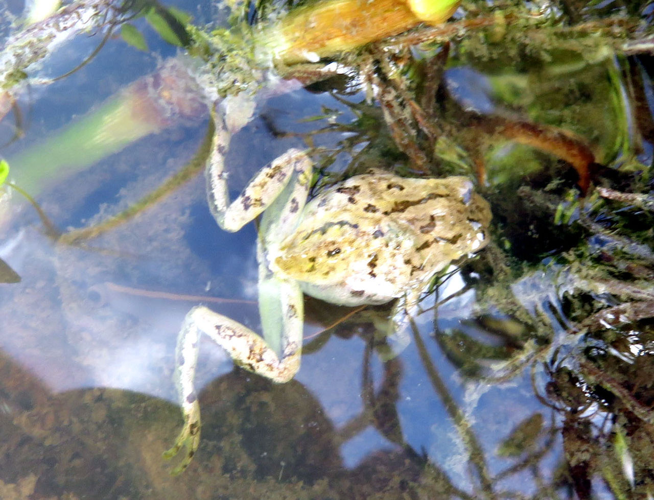 蛭 ヒル に吸い付かれたアマガエル スジエビの不思議 蛭 ヒル に吸い付かれたアマガエル スジエビの不思議