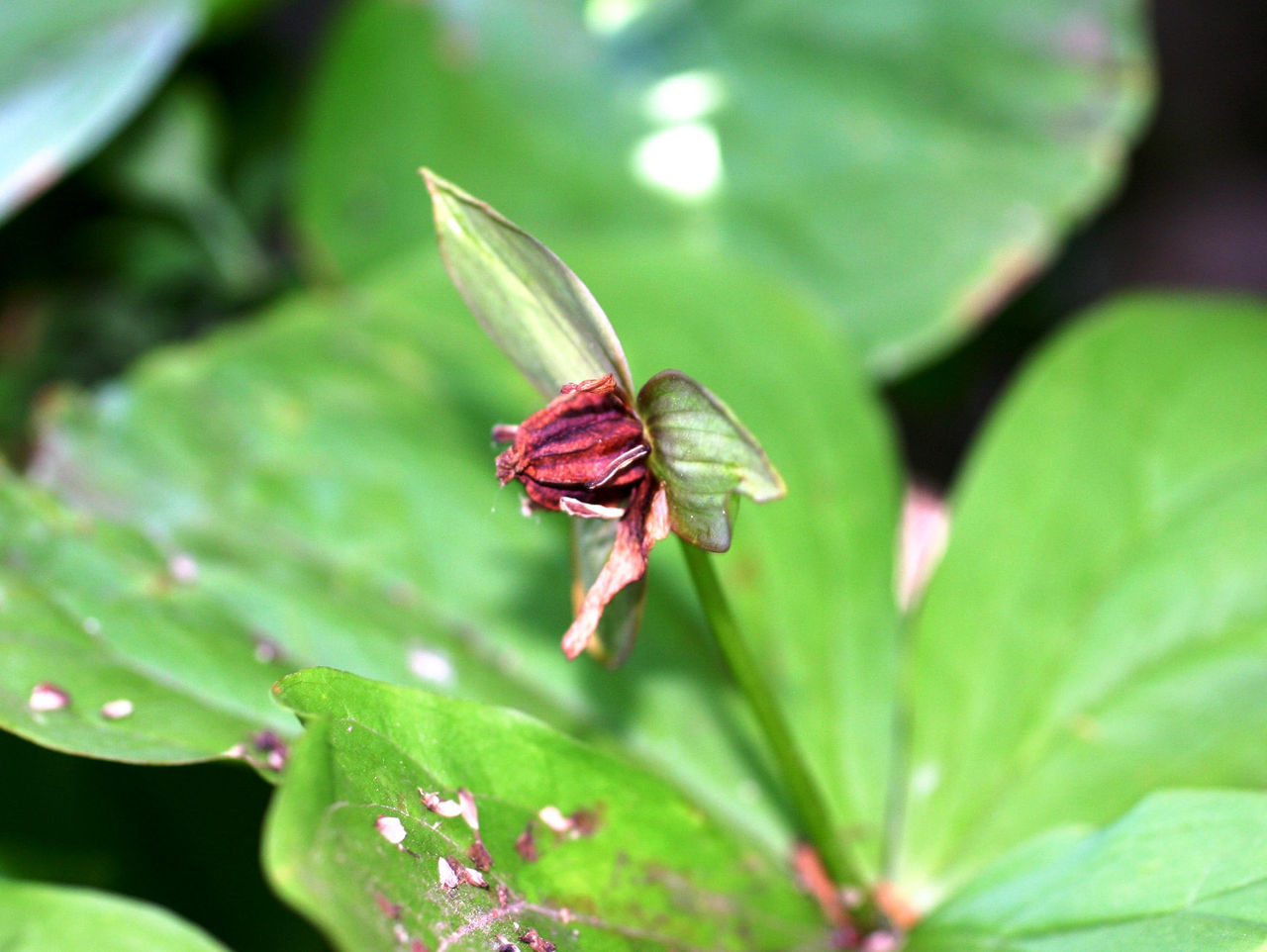 コジマエンレイソウ : スジエビの不思議