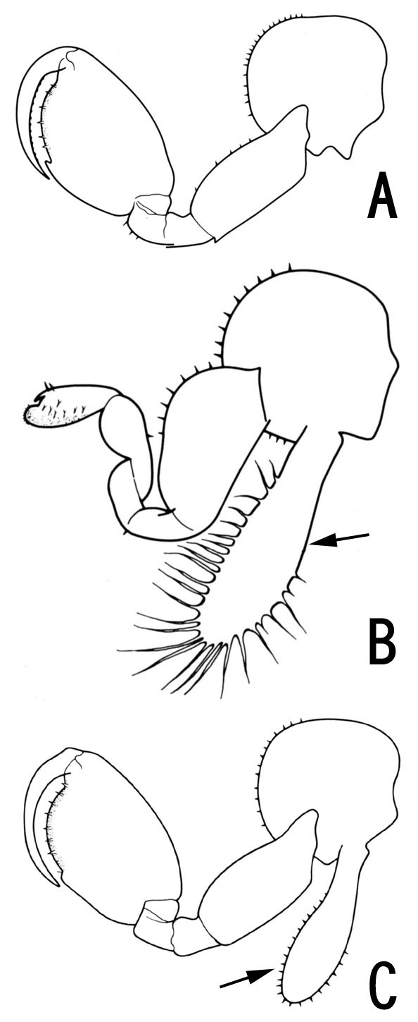 17年03月 スジエビの不思議 17年03月 スジエビの不思議