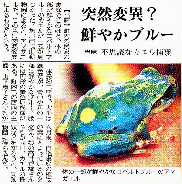 青いニホンアマガエル スジエビの不思議 青いニホンアマガエル スジエビの不思議