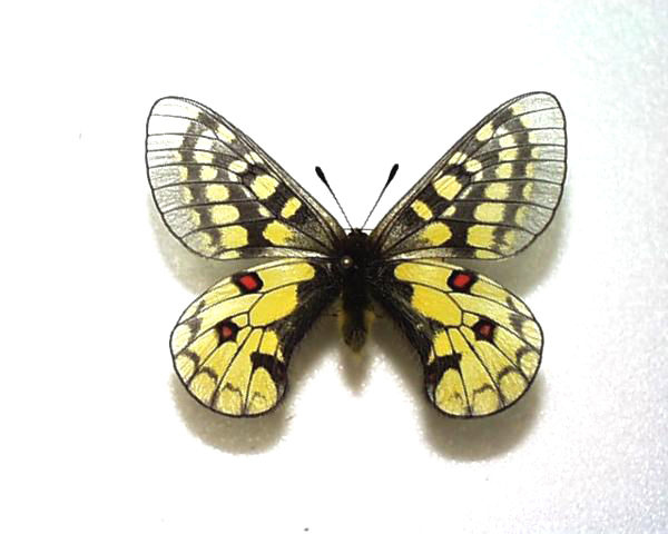 パルナシウス属のチョウ : スジエビの不思議