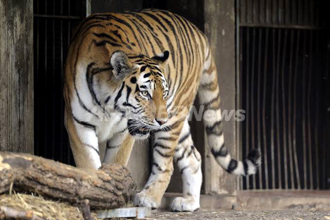 猛獣の脱走劇 3 トラ スジエビの不思議 猛獣の脱走劇 3 トラ スジエビの不思議