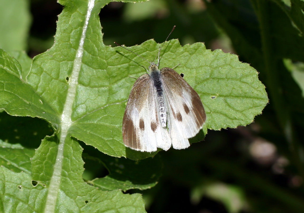 モンシロチョウ スジエビの不思議