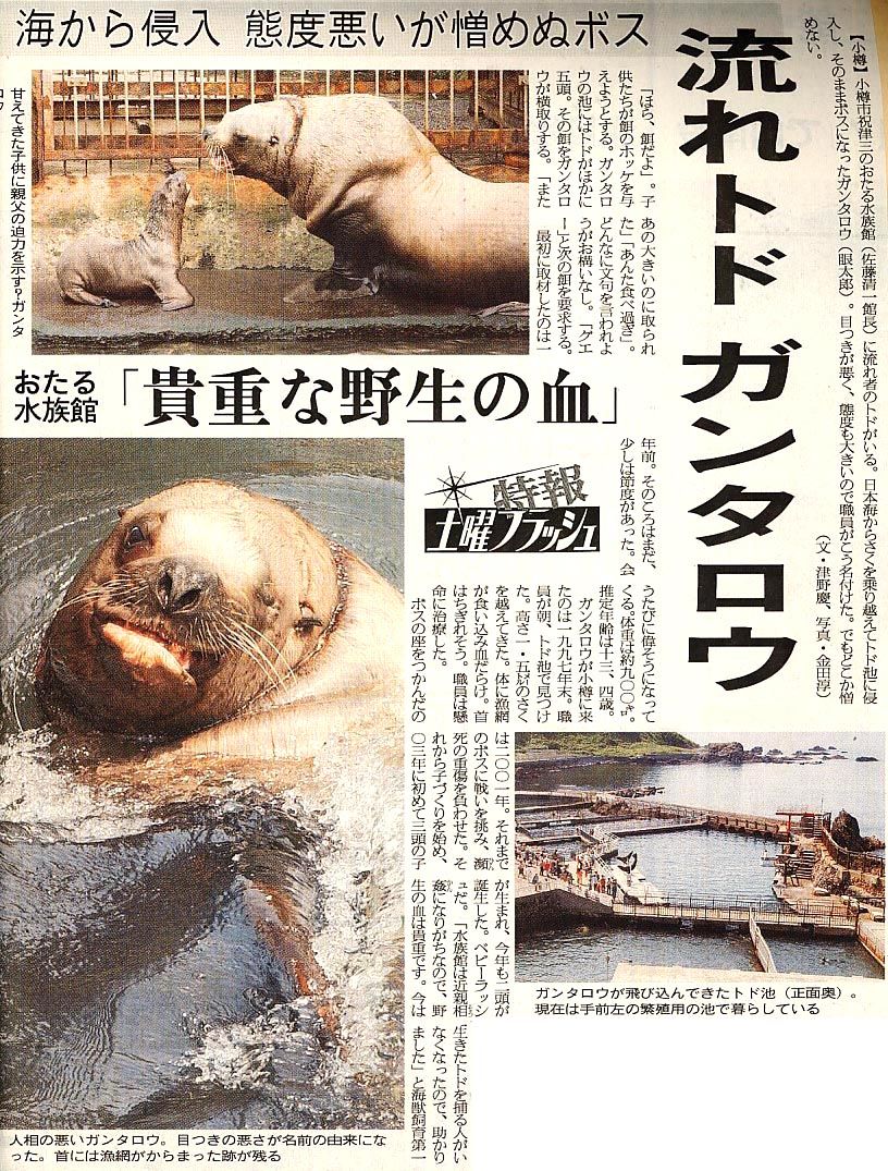 流れトドの ガンタロウ スジエビの不思議