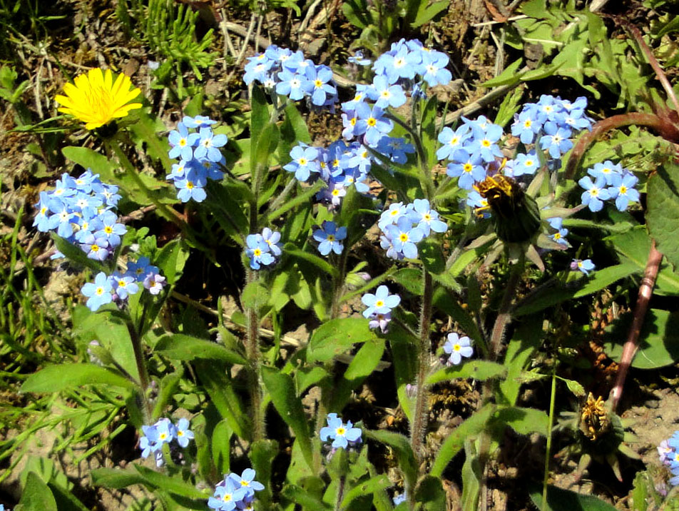 ワスレナグサ スジエビの不思議