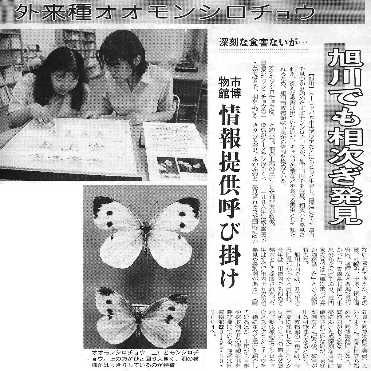 オオモンシロチョウ我が家へ現る スジエビの不思議 オオモンシロチョウ我が家へ現る スジエビの不思議