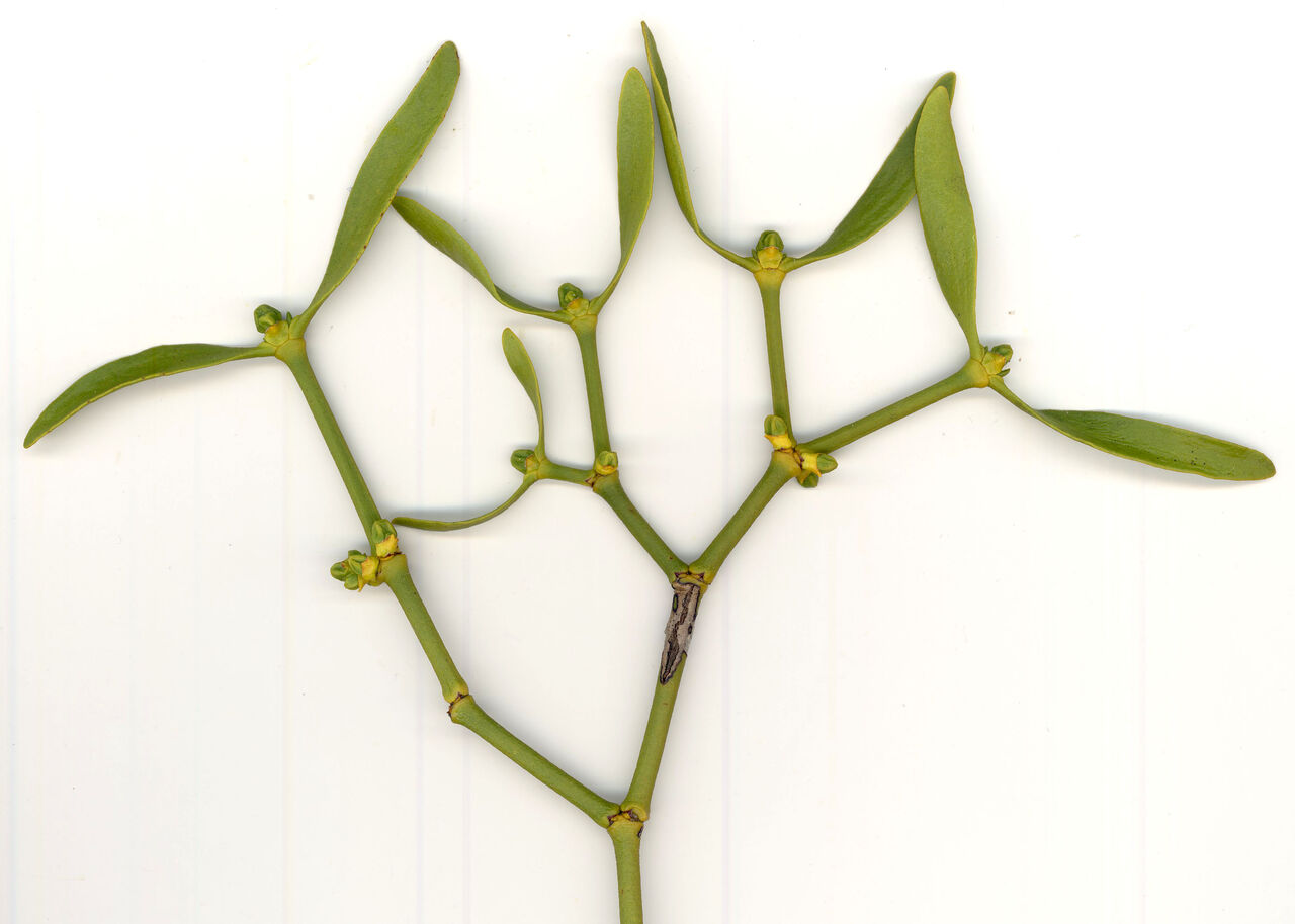 ヤドリギ スジエビの不思議 ヤドリギ スジエビの不思議