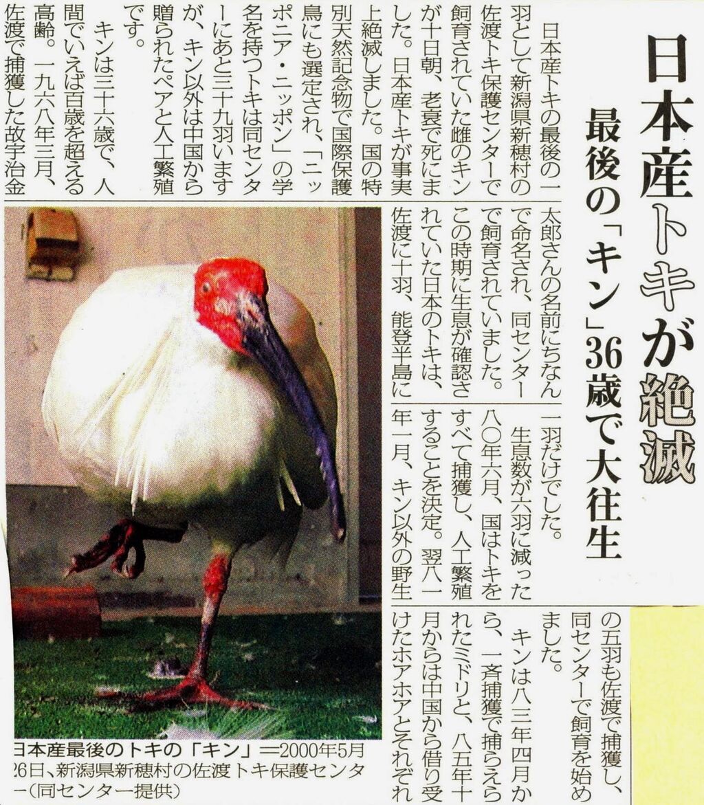 トキの絶滅 スジエビの不思議