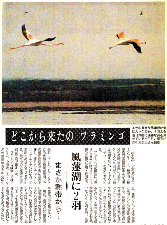 逃亡鳥列伝 9 フラミンゴ余話 スジエビの不思議