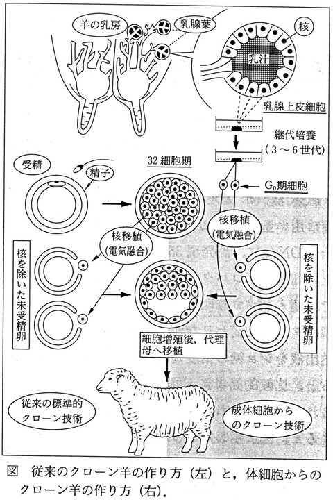 クローン羊の作り方
