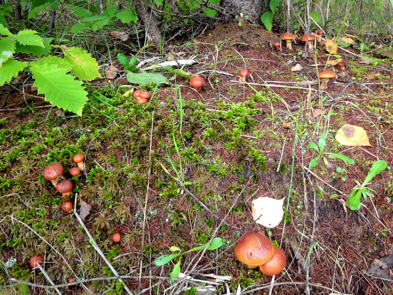 ハナイグチ スジエビの不思議