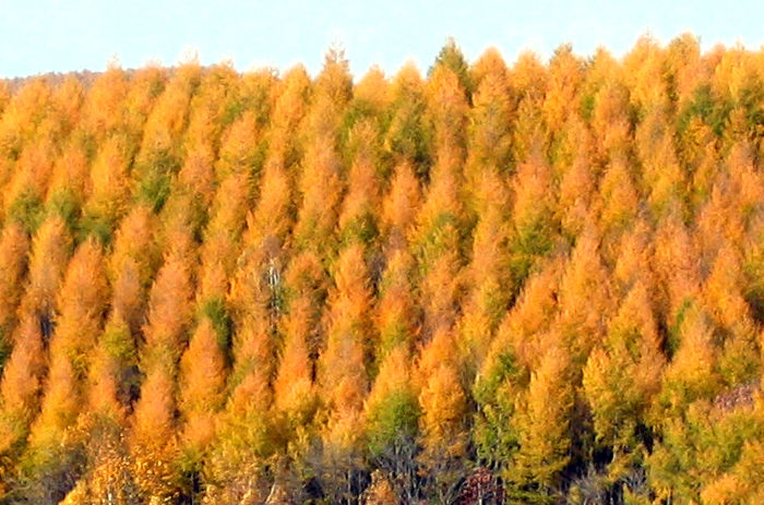 カラマツ スジエビの不思議