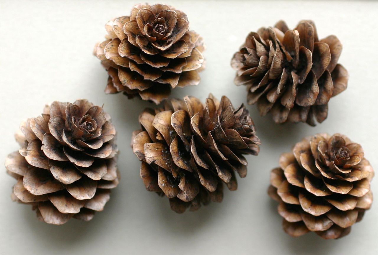 カラマツ スジエビの不思議