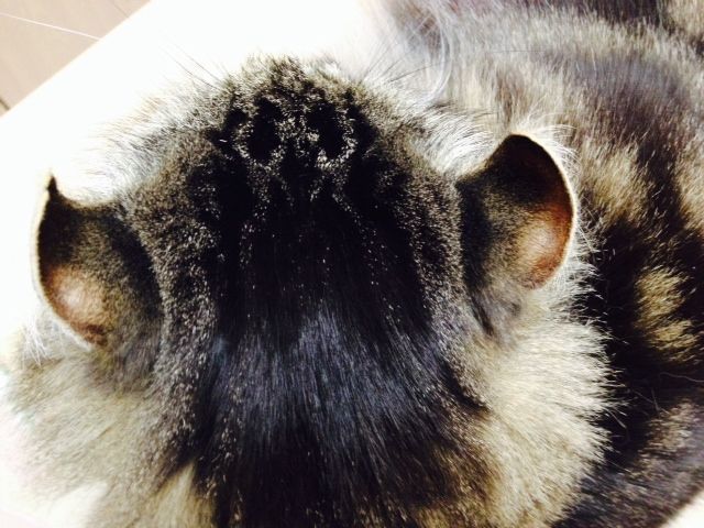 ヤマネコの特徴 虎耳状班 のあるイエネコ Pa6のblog