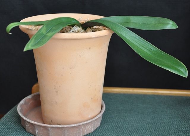 胡蝶蘭の花芽が出たよ 還暦からの出発 胡蝶蘭の花芽が出たよ 還暦からの出発