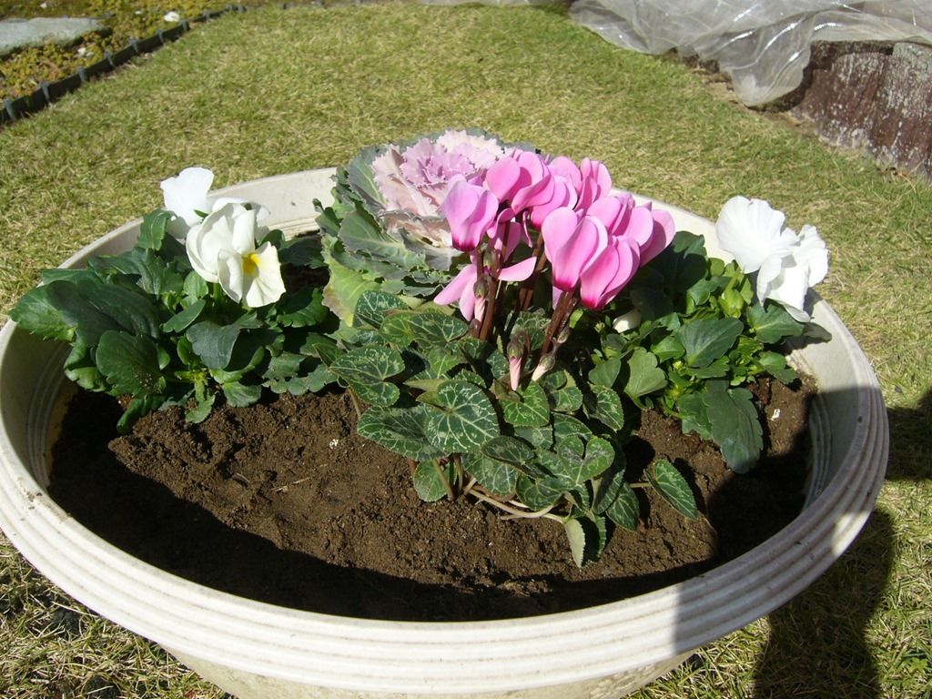 冬の花壇 還暦からの出発